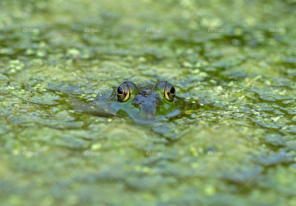 Frog eyes