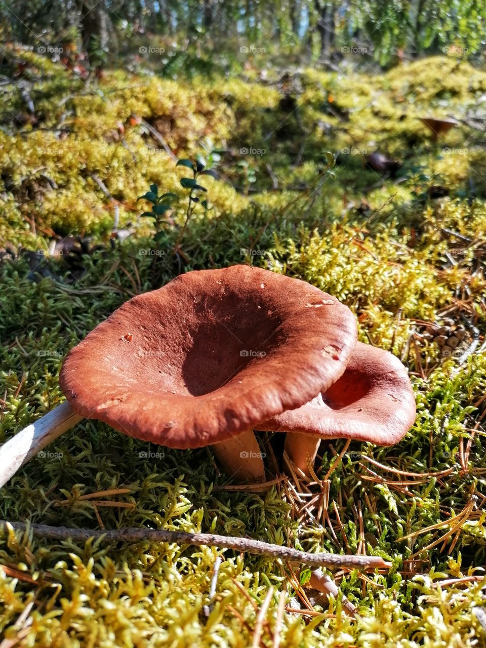 Mushrooms Lactarius rufus in Finnish Lapland are waiting for a pick. These go to the dryer. So they last for years. It’s really tasty to make a mushroom sauce or put in a meat pot!