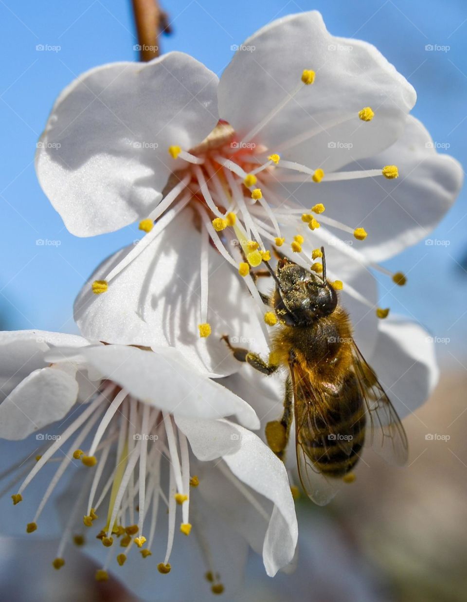 Bees-Nature in Motion