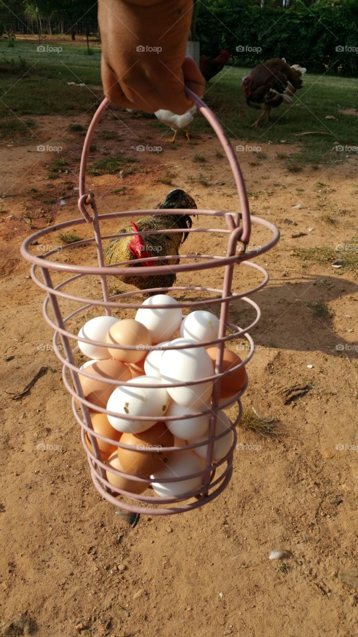 chicken eggs. fresh eggs and a roster