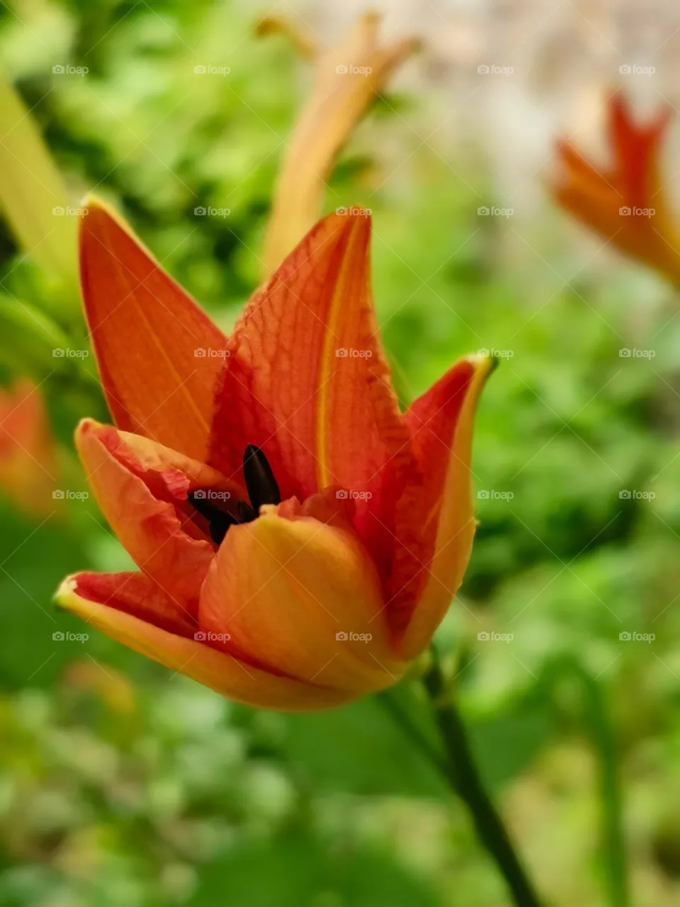 Virgin flowering