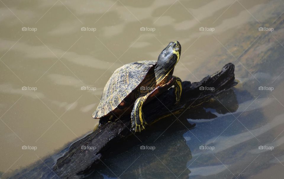 Turtle in the Sun
