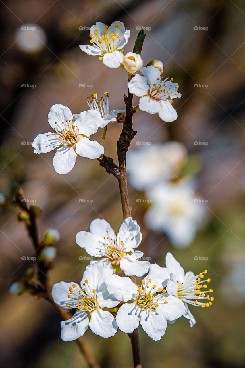 A white flower