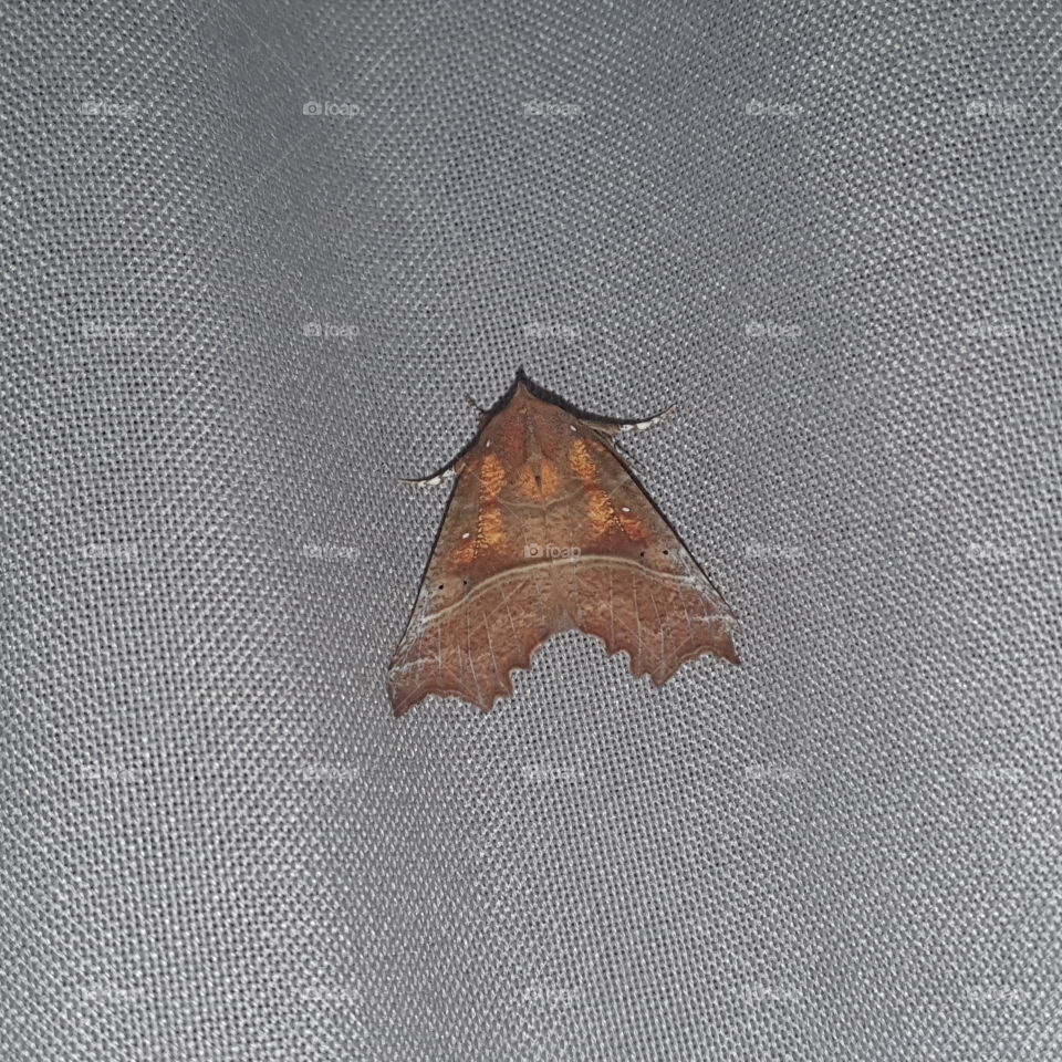 A moth on the curtain.