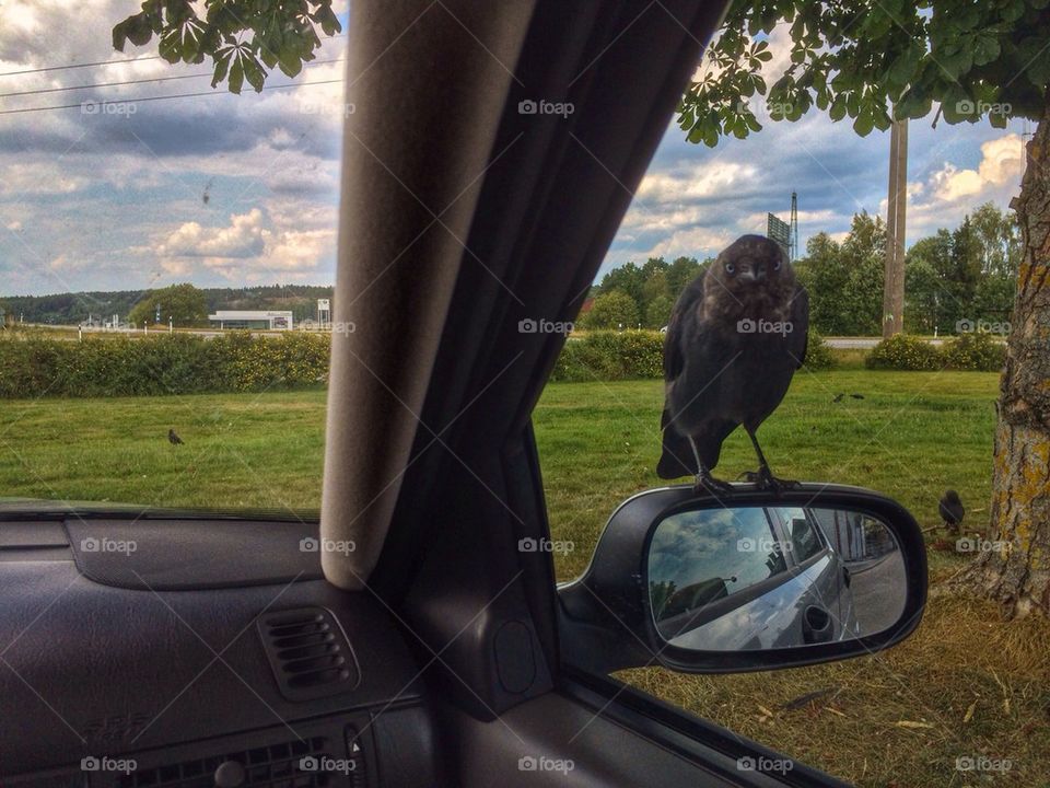 Curious jackdaw