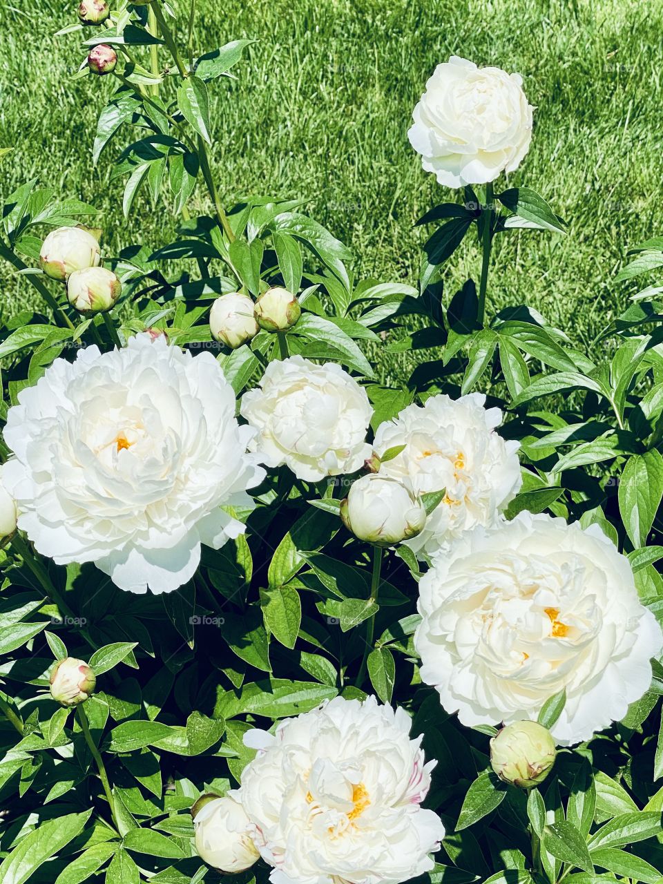 Peonies 