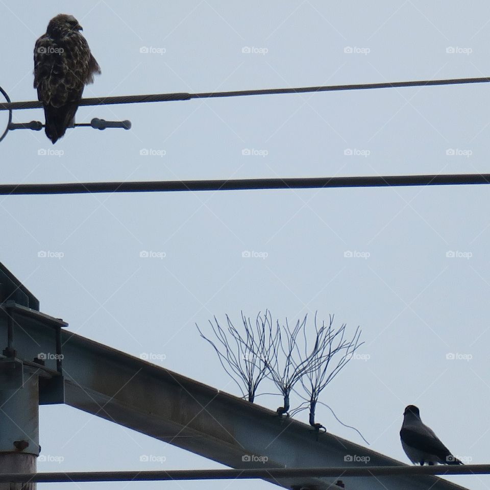 Eagle watch 