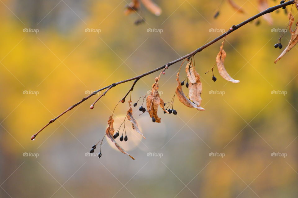 yellow autumn background