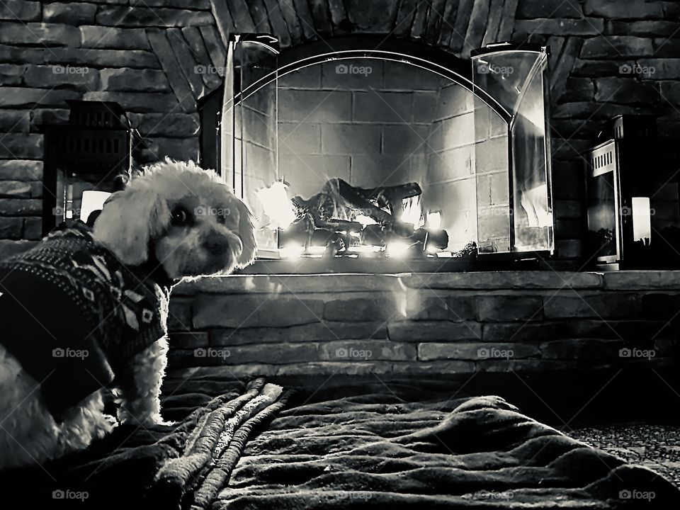 Puppy by the fire