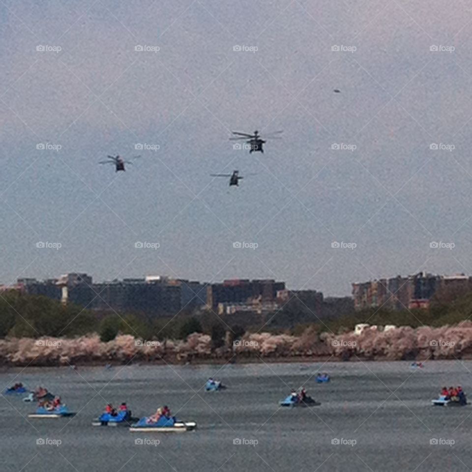 Helicopters flying over the tidal basin during the Cherry Blossom festival 
