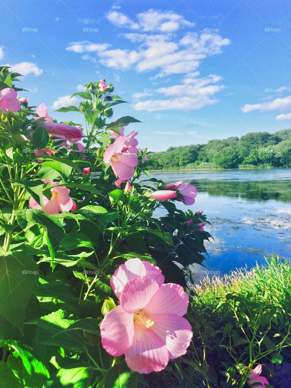 Massapequa park. Flowers and lake view at massapequa park long island