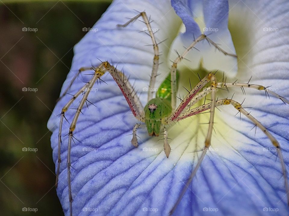 Whats spider doing in a flower?