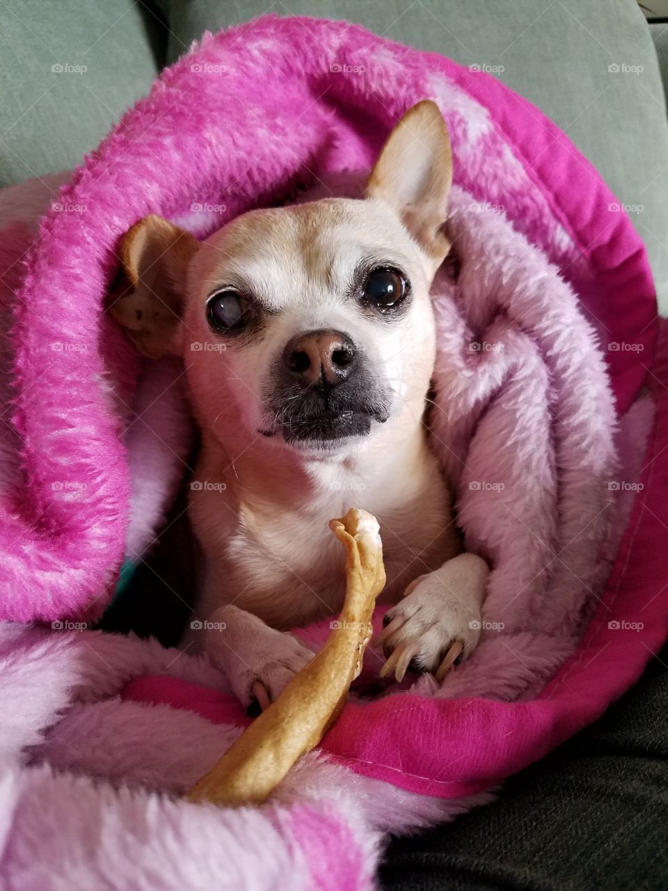 Lil Chihuahua