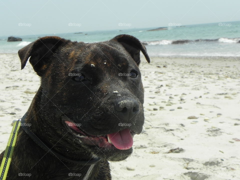 Dog at the beach.