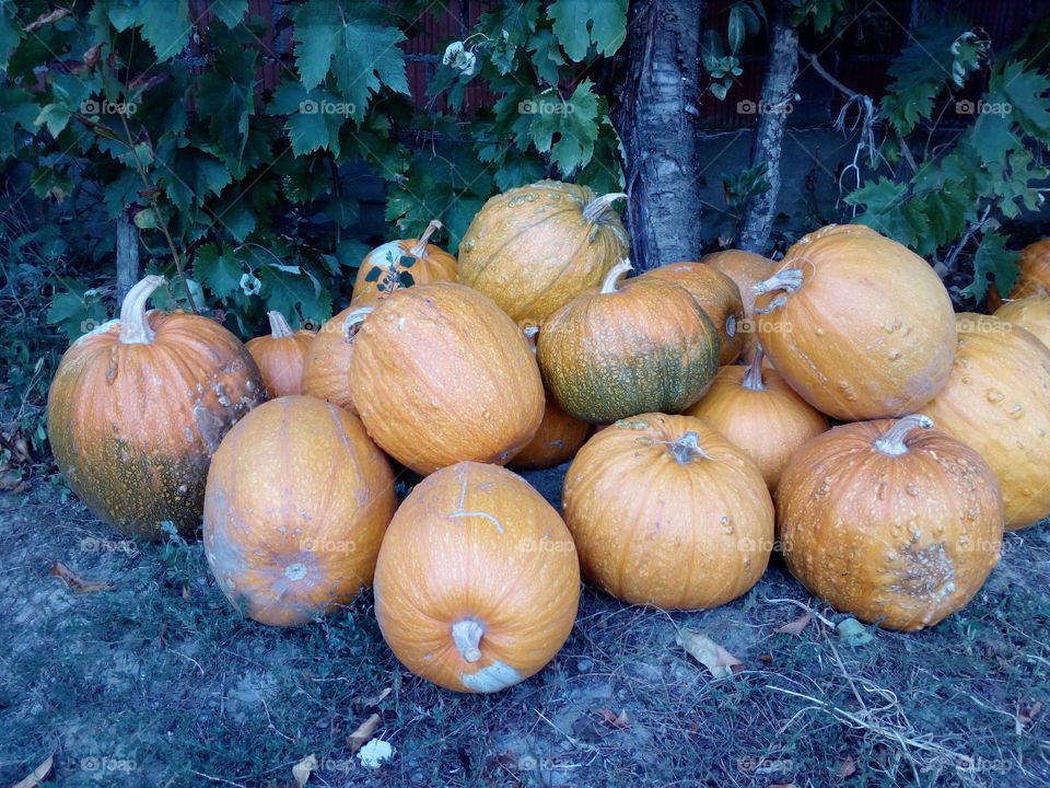 pumpkins