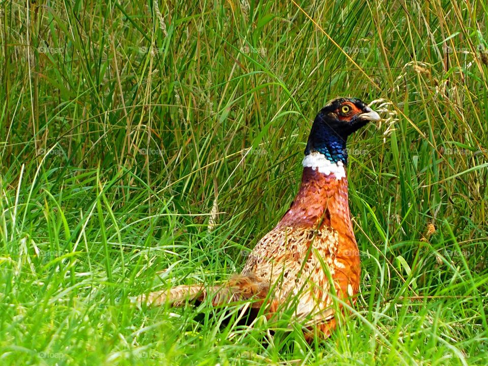 Golden coloured wild Grouse