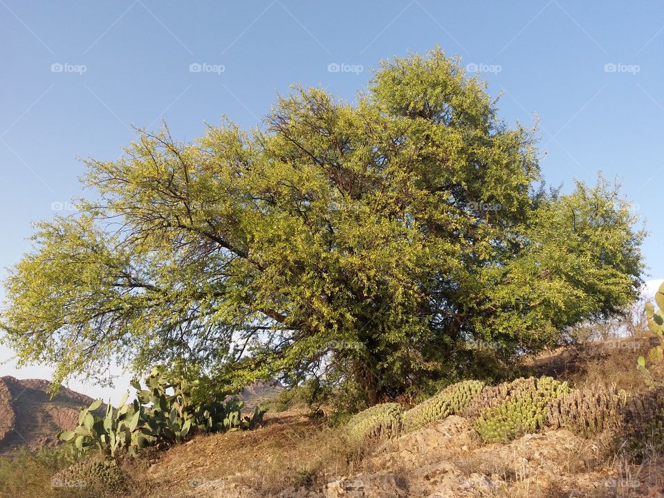 tree#nature#cactus#sky