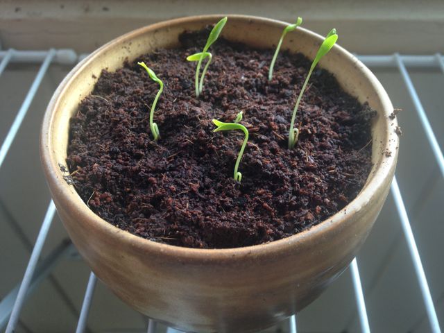 Cilantro germinating.