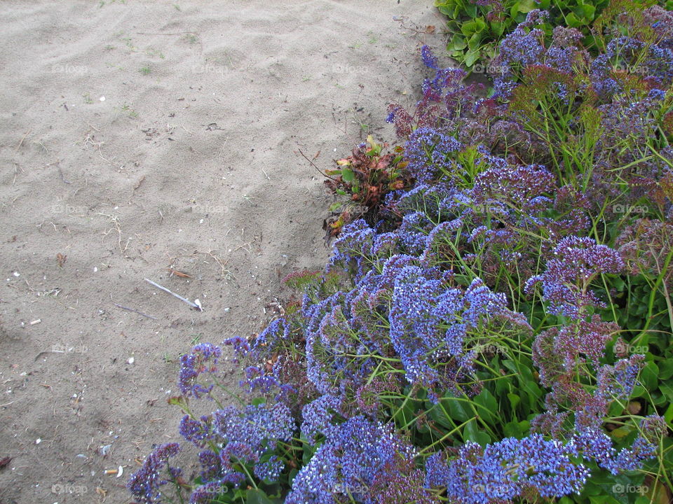 beach flowers