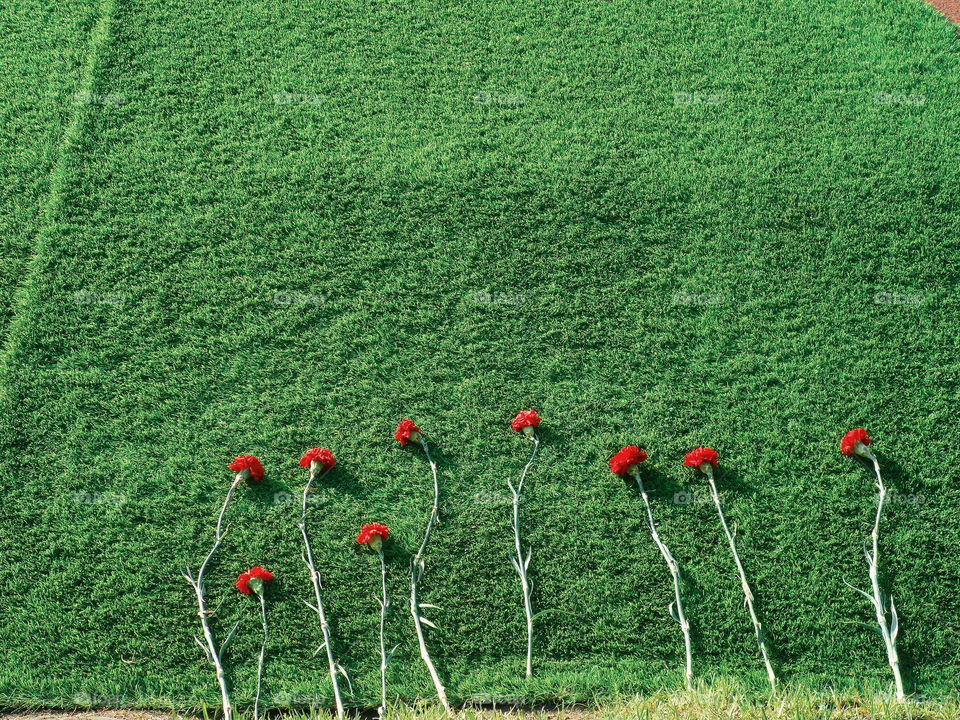 Red carnations against the background of green grass, spring