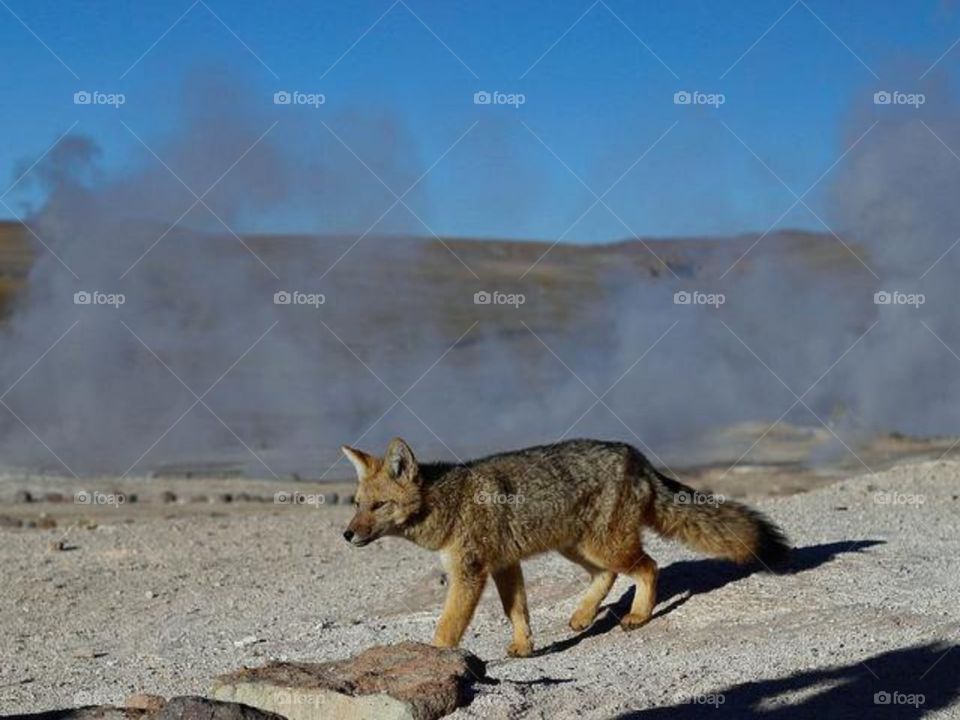 fox in desert
