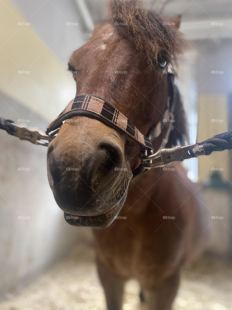 Pony in the stable