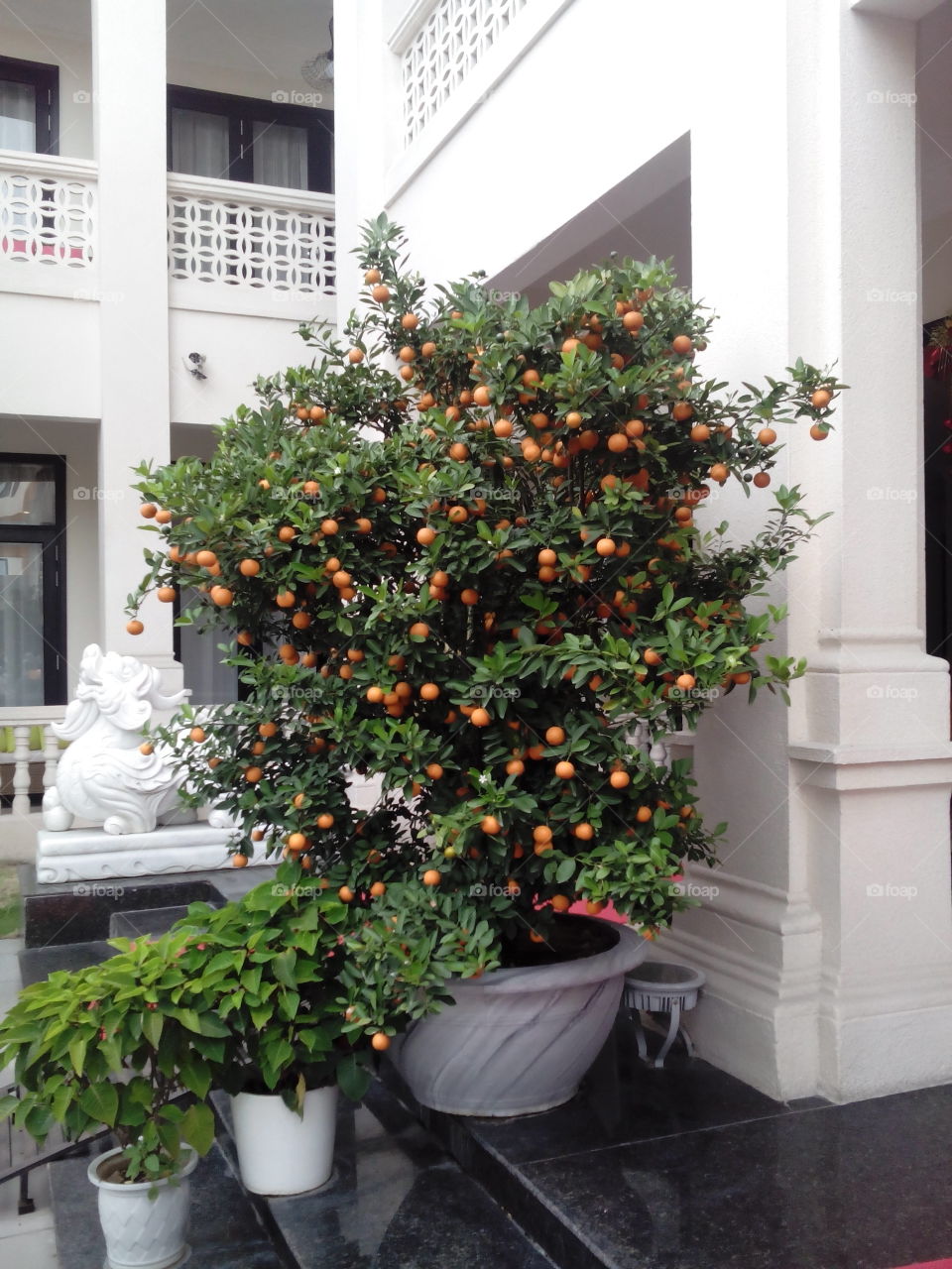 Bonzai Orange tree
