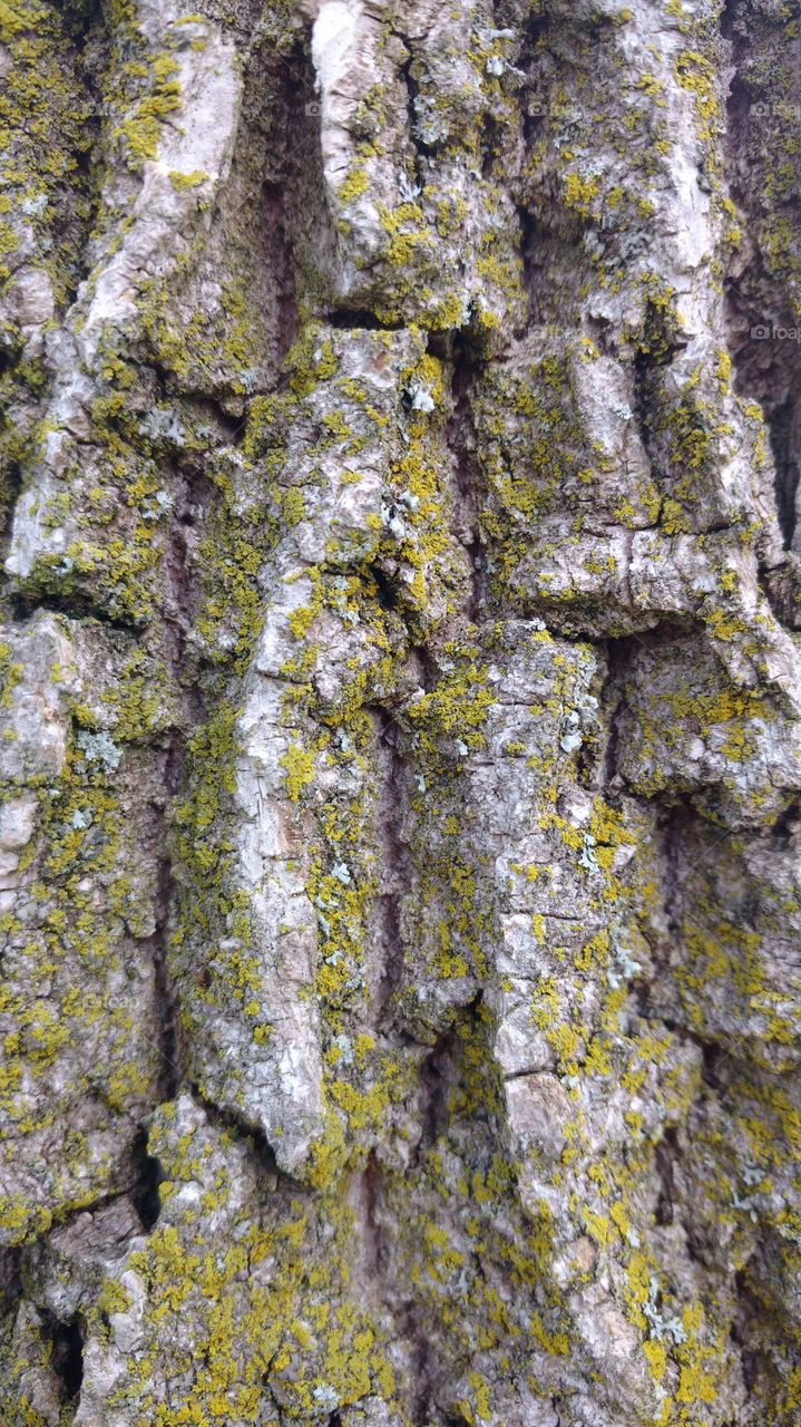 tree bark