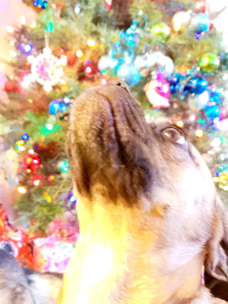pug in front of Christmas tree and lights