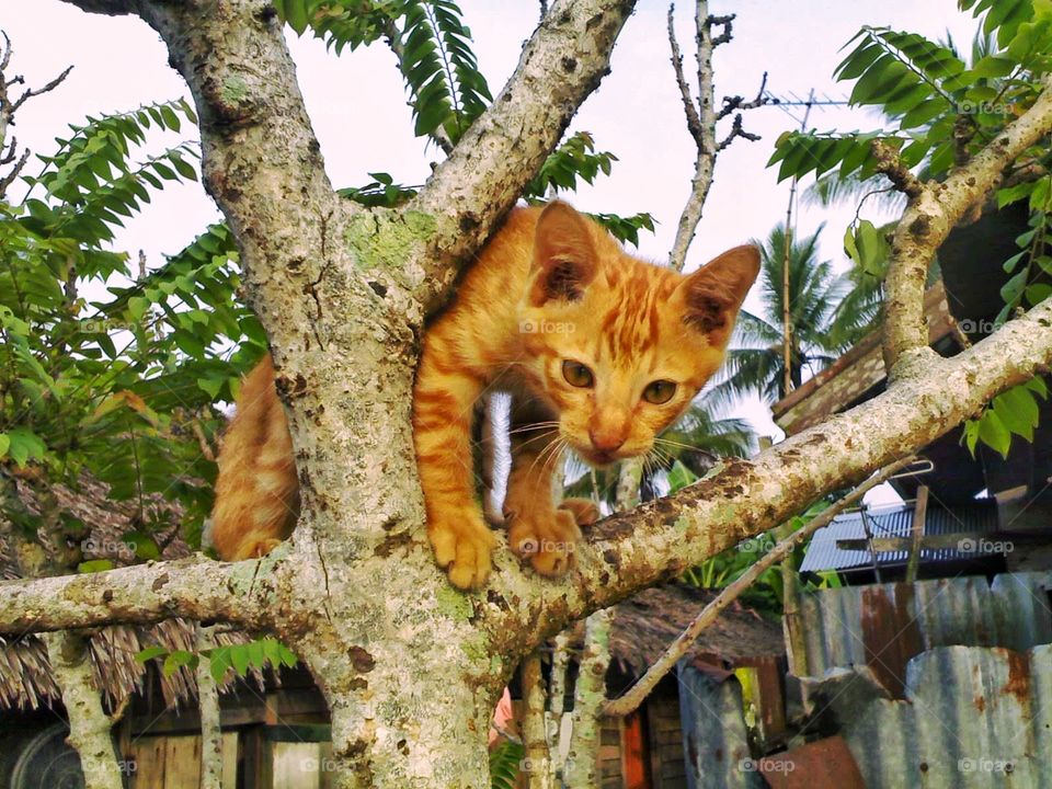 orange cat on the tree