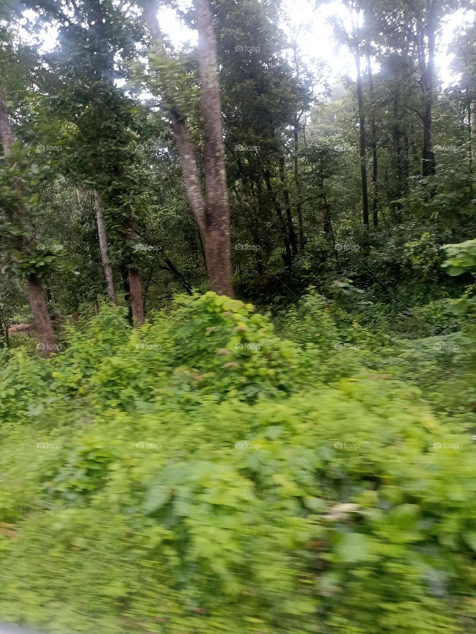 green with different shades