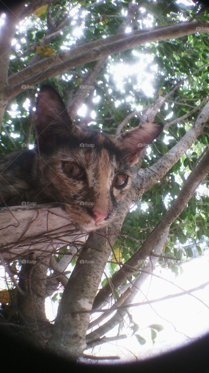 Tree, Nature, Wood, Cat, Outdoors