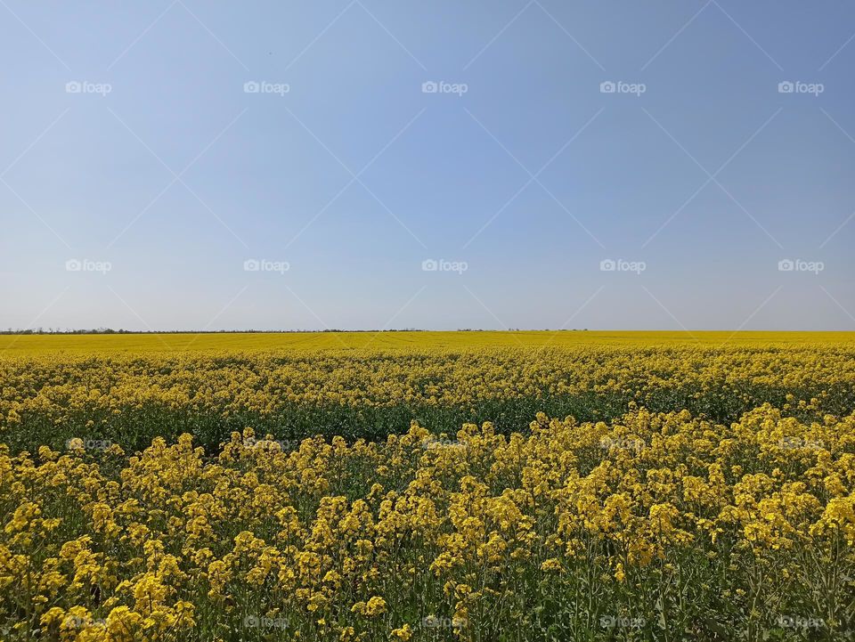 rapeseed field with blue sky