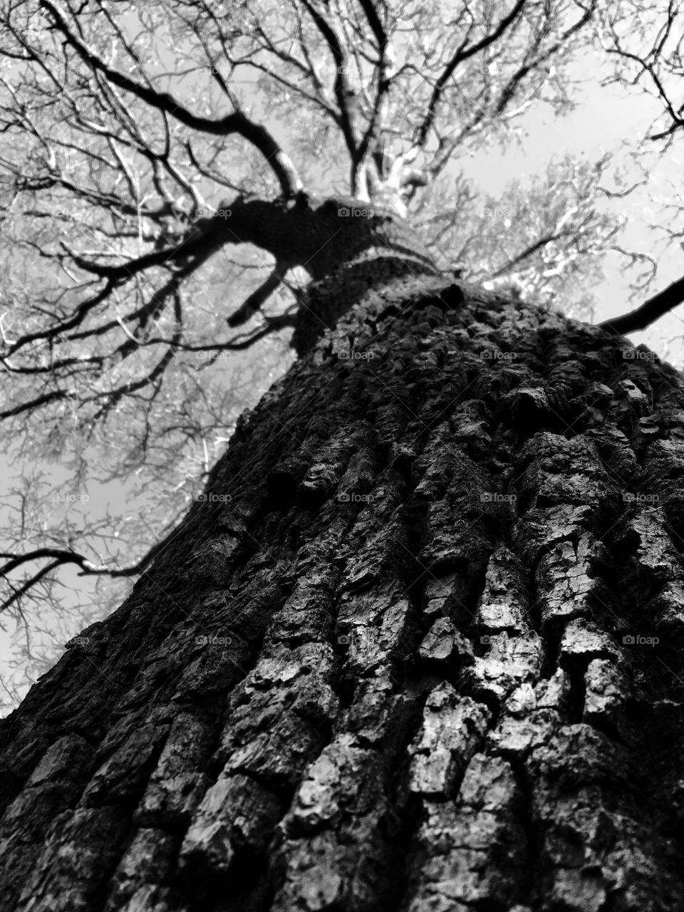 Pedinculate oak black and white shot from a pointperspective view