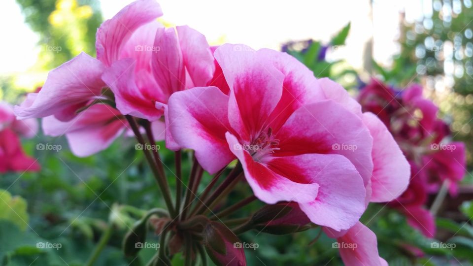 Pink pelargonium