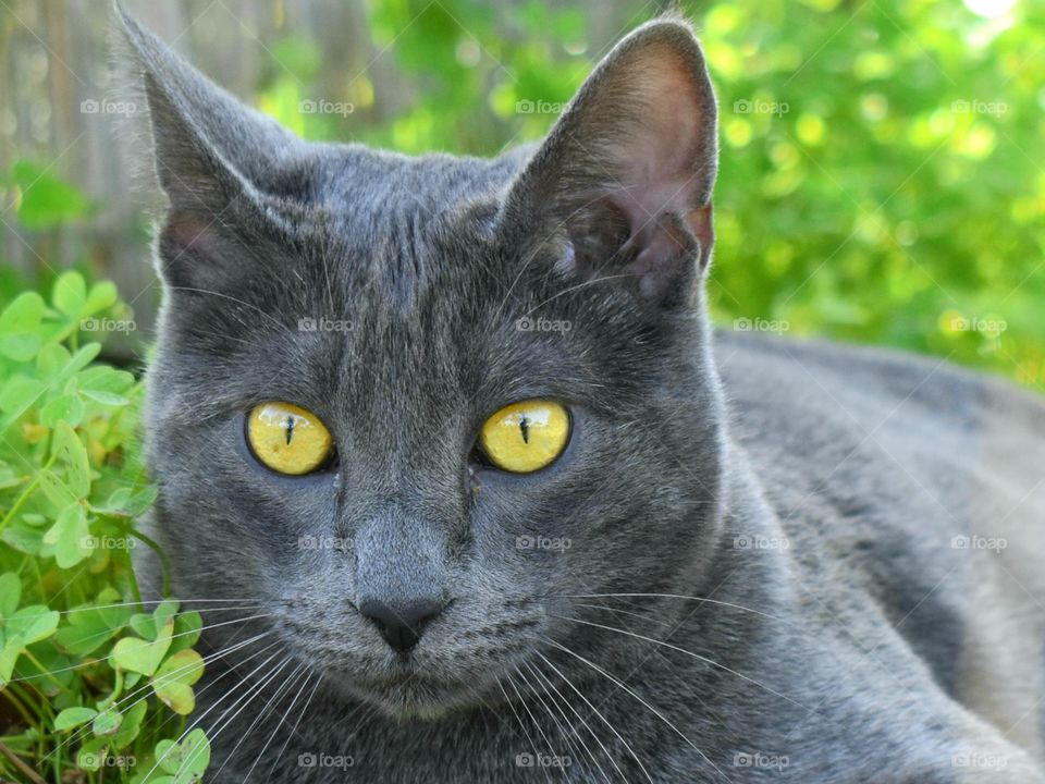 cat in nature