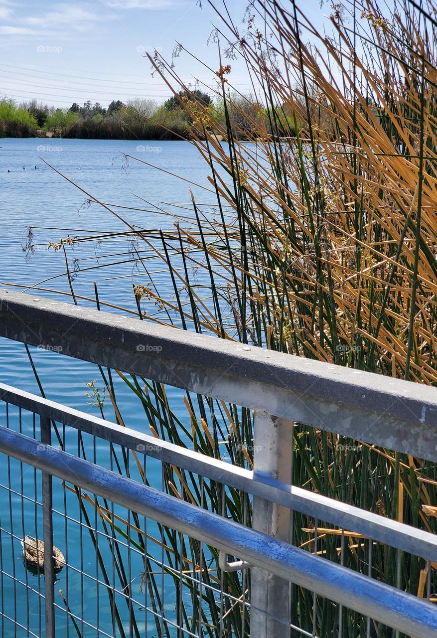 Bridge Walkway on the Lake