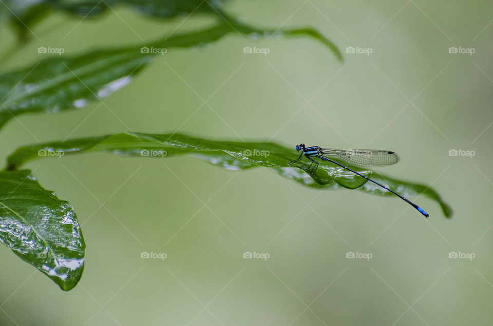 damselfly in rainy season