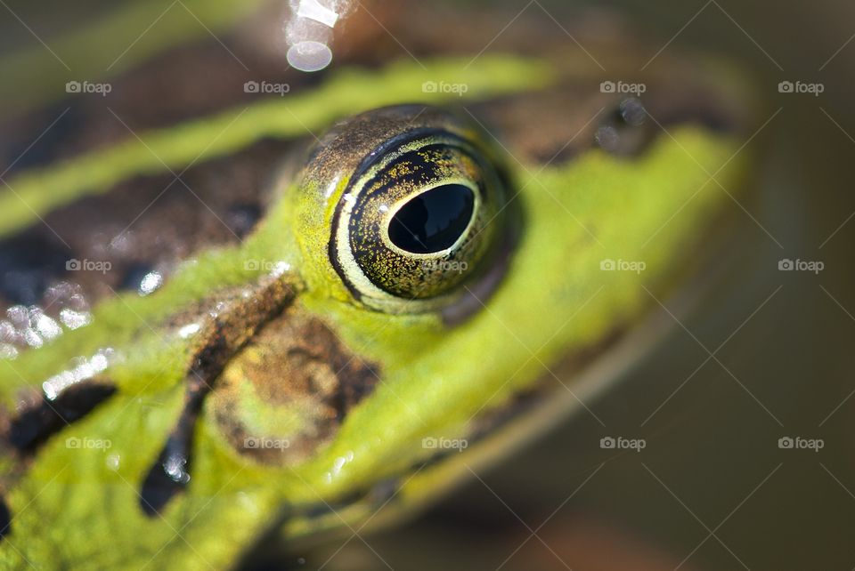 Close up of green frog eye