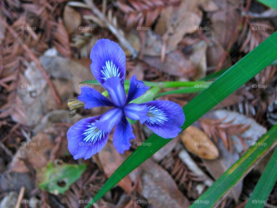 Forest Iris