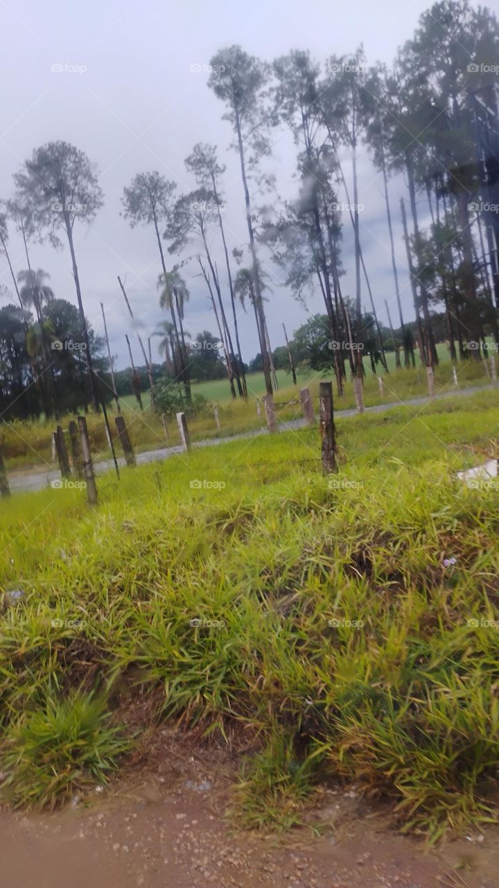 A chuva no campo traz benefícios tanto para a natureza quanto para a agricultura. A água da chuva é essencial para a germinação das sementes e para o desenvolvimento saudável das plantas