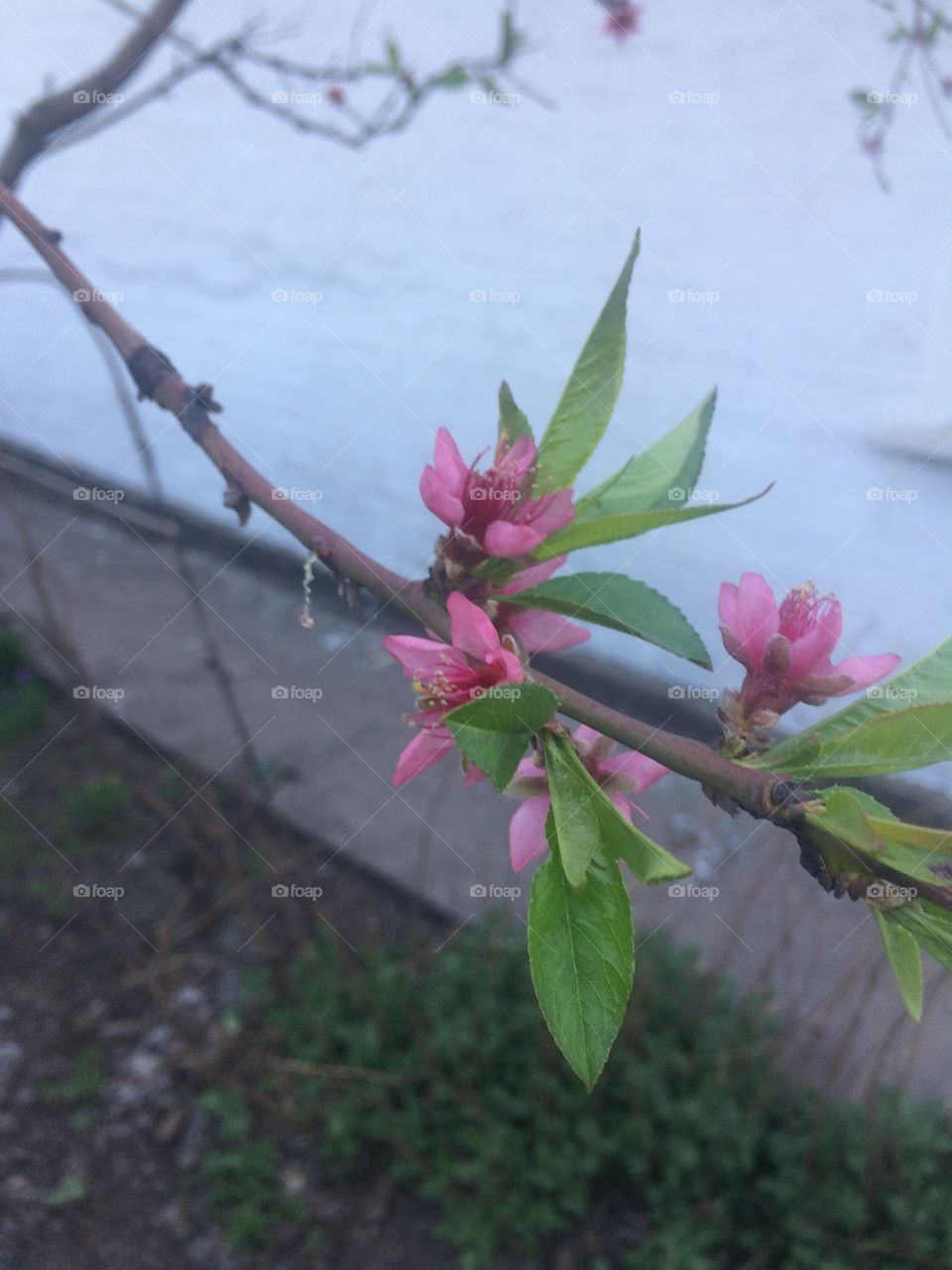 Весна пришла