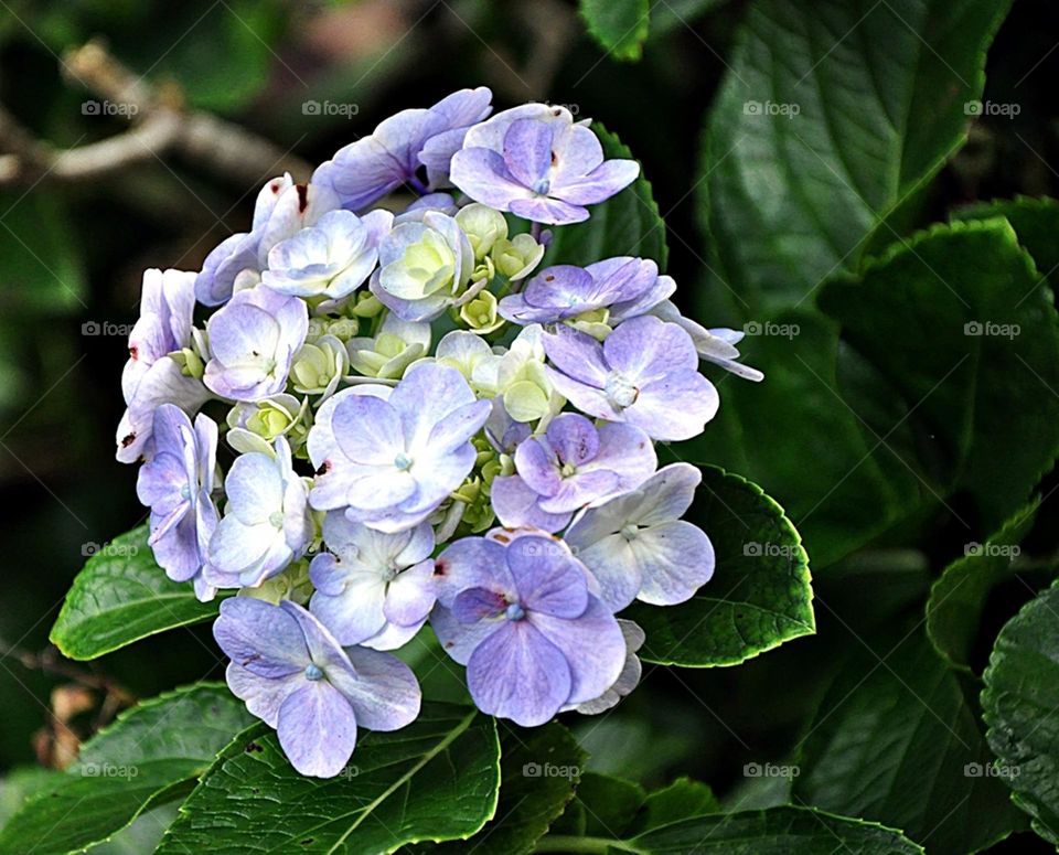 Cacho de flor