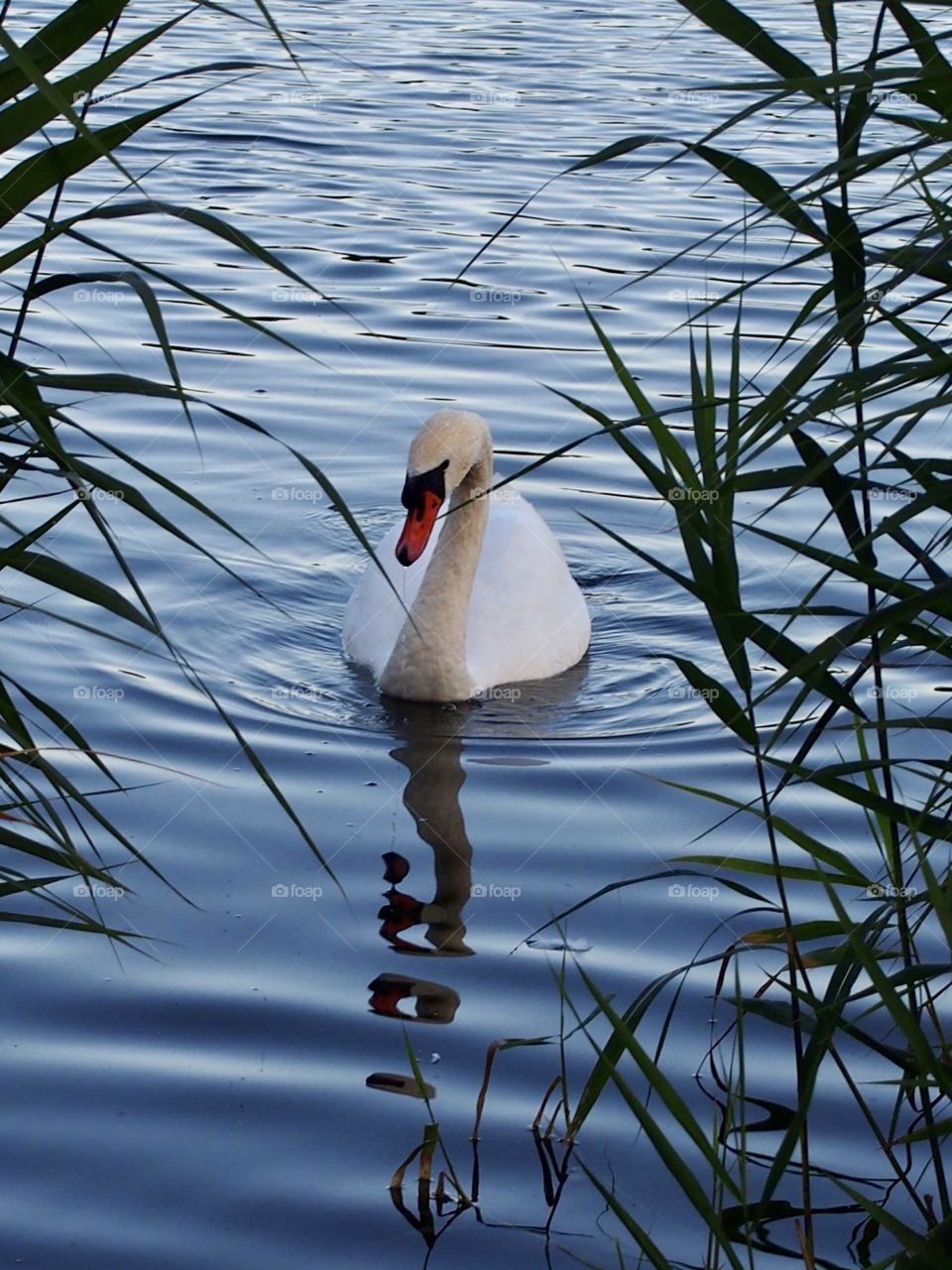 Swan