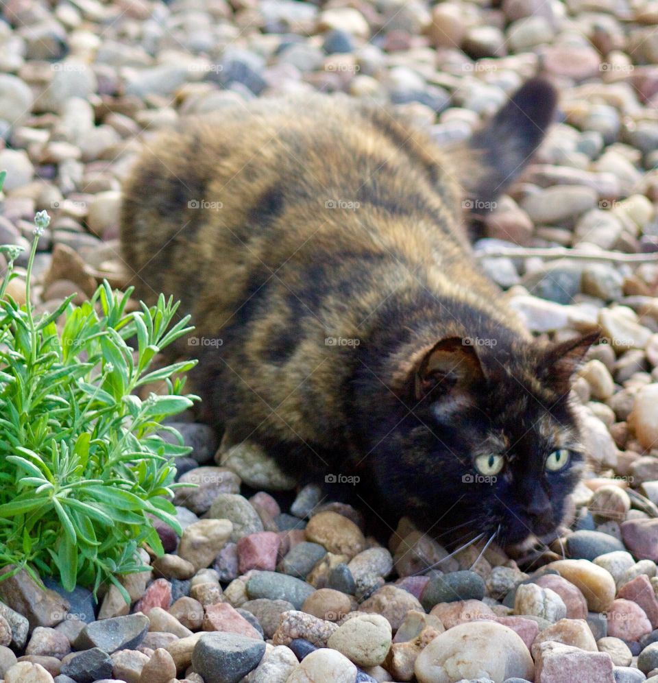 Summer Pets - a tortoise shell cat crouching on rocks by a small bush ready to pounce