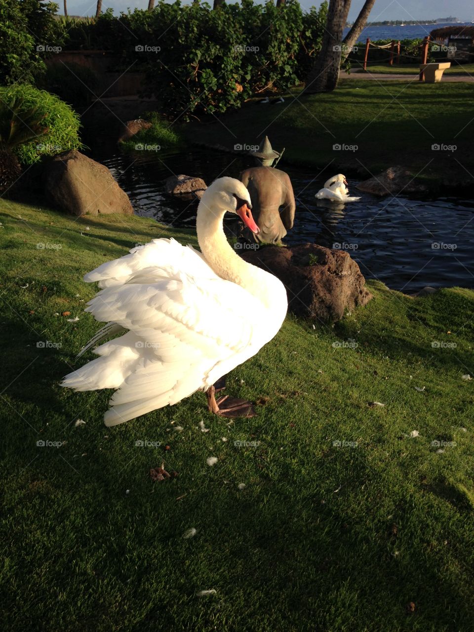 Maui White Swan 