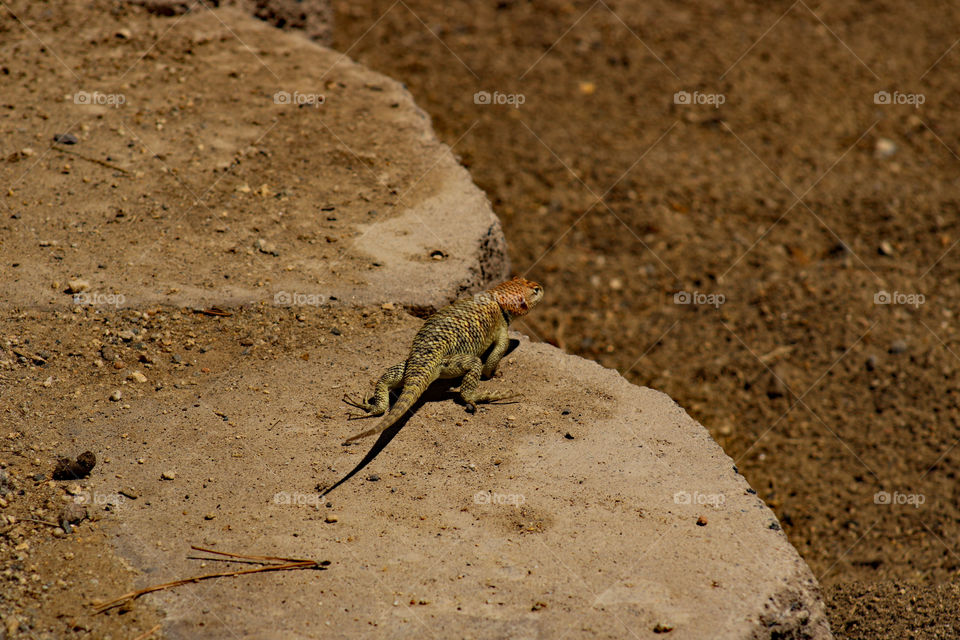 Female spiny lizard