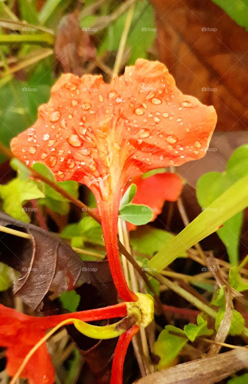 flamboyant flowers fall