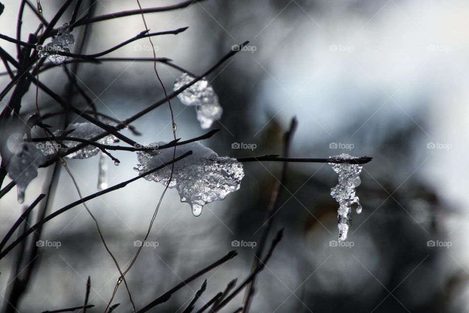 Melting dripping clear icicles hanging from small branches and twigs