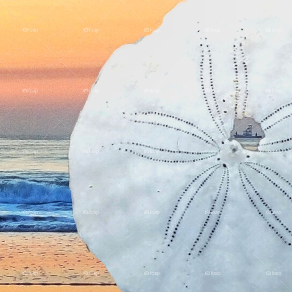 Through the Eyes of a Sand Dollar . I found this sand dollar at sunrise and got an idea... 